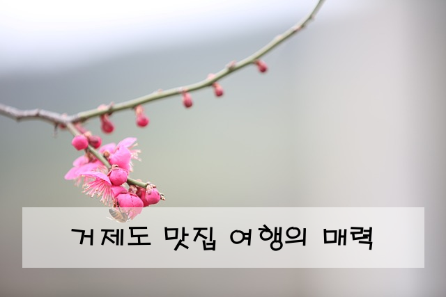 거제도 맛집 여행의 매력