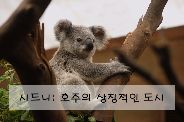 시드니: 호주의 상징적인 도시