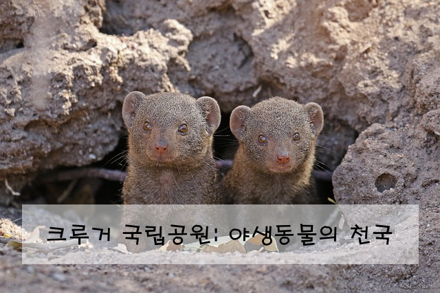 크루거 국립공원: 야생동물의 천국