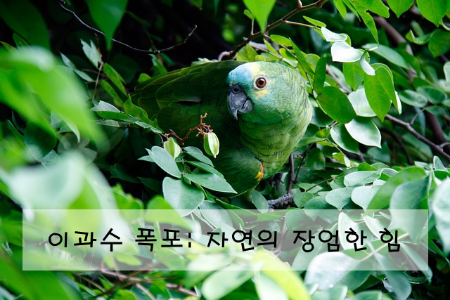 이과수 폭포: 자연의 장엄한 힘