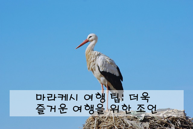 마라케시 여행 팁: 더욱 즐거운 여행을 위한 조언