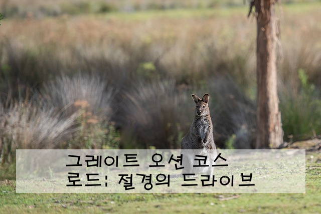 그레이트 오션 로드: 절경의 드라이브 코스