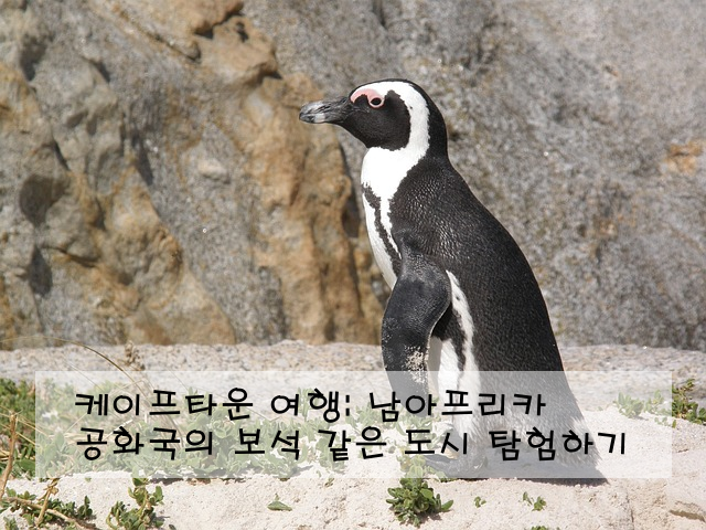 케이프타운 여행: 남아프리카 공화국의 보석 같은 도시 탐험하기