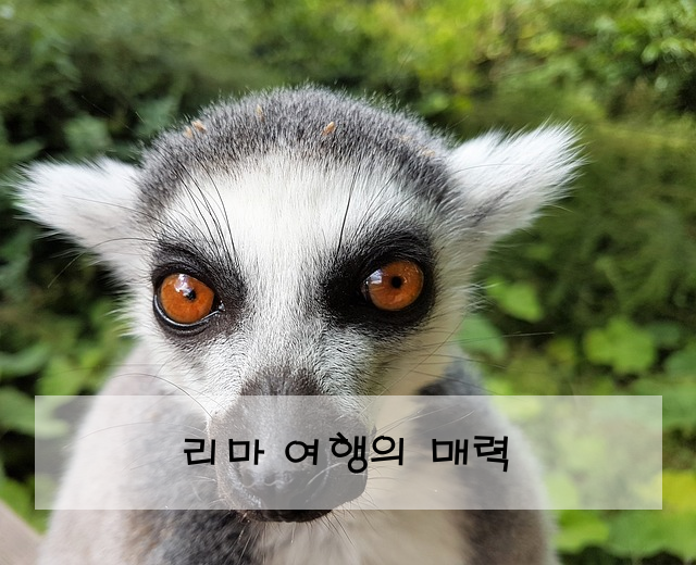 리마 여행의 매력