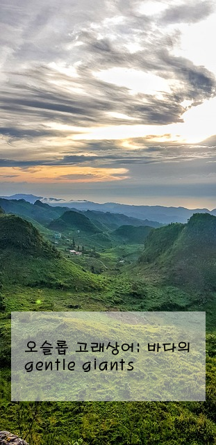 오슬롭 고래상어: 바다의 gentle giants