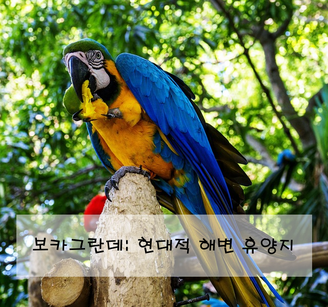 보카그란데: 현대적 해변 휴양지